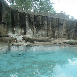 Asia - Amur Tiger second Exhibit