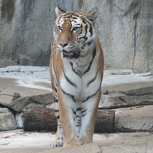 Amur Tiger Morgana