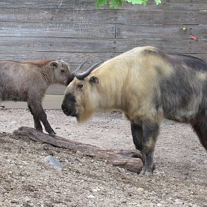 Sichuan Takin kid and adult