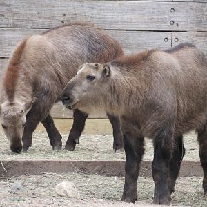 Sichuan Takin kids