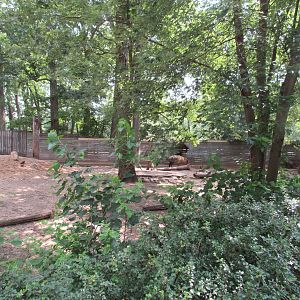 Asia - Sichuan Takin Exhibit