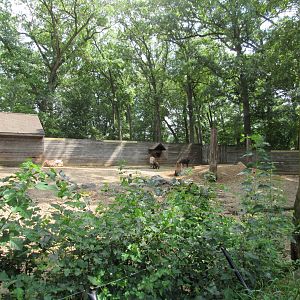 Asia - Sichuan Takin Exhibit