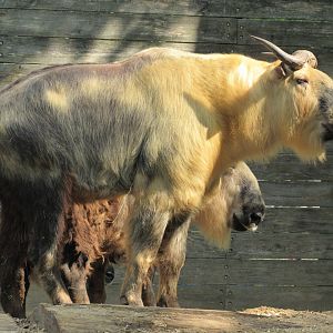 Sichuan Takin