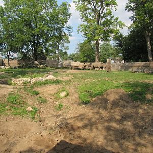 Africa - White Rhino Exhibit (New in 2019)
