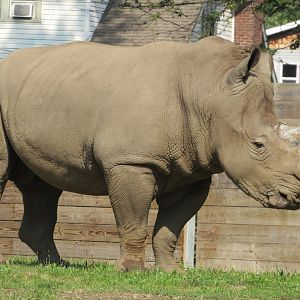 Southern White Rhinoceros Masamba