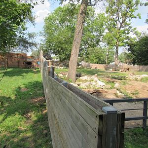 Africa - White Rhino and Okapi Exhibits