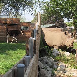 Africa - Nextdoor Neighbors