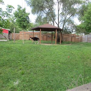 Africa - Okapi Exhibit (New in 2017)