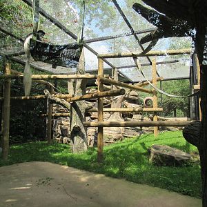 Africa - Colobus Monkey Exhibit