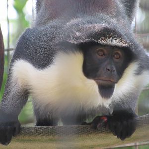 Africa - Diana Monkey