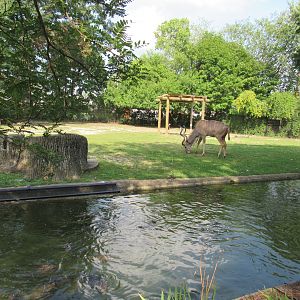 Africa - Greater Kudu, Saddle-billed Stork, Crowned Crane Exhibit