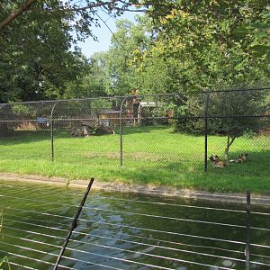 Africa - African Painted Dog Exhibit