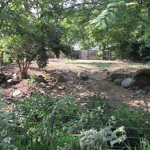 Africa - Red River Hog Exhibit