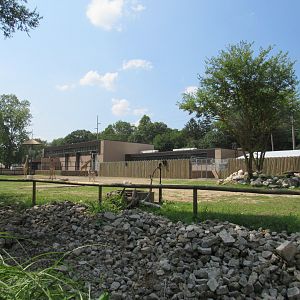 Africa - Giraffe Savanna (New in 2022)