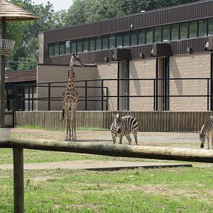 Africa - Masai Giraffe and Plains Zebra