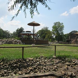 Africa - Giraffe Savanna (New in 2022)