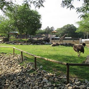 Africa - Giraffe Savanna (New in 2022)