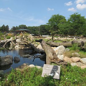 Africa - Giraffe Savanna water feature