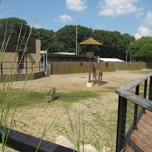 Africa - Giraffe Savanna elevated view