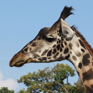 Africa - Masai Giraffe