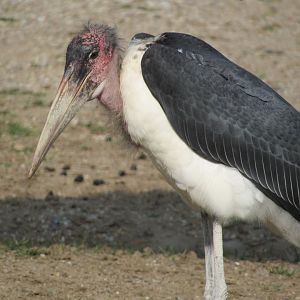 Africa - Marabou Stork Ethel