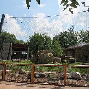 African Lion Exhibit (New in 2023)