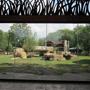 African Lion Exhibit (New in 2023)