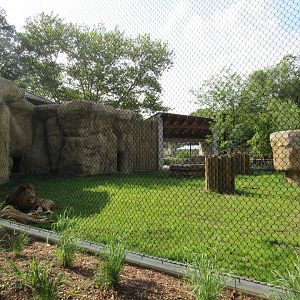 African Lion Exhibit (New in 2023)