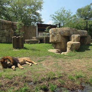 African Lion Exhibit (New in 2023)