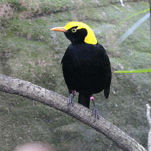 Regent Bowerbird