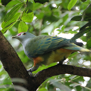 Rose-crowned Fruit Dove