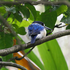 Forest Kingfisher