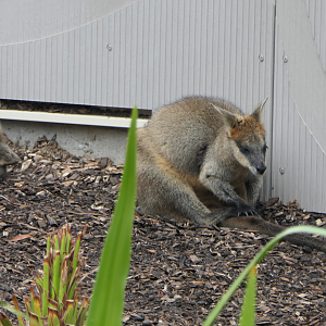 Swamp Wallaby