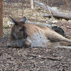 Kangaroo Island Kangaroo