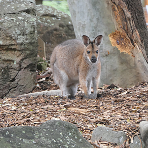 Red-necked Wallaby