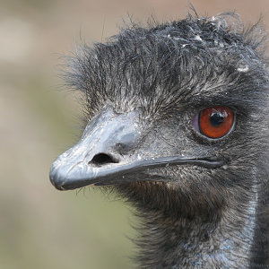 Emu