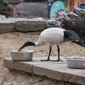 Wild Australian White Ibis stealing Emu feed