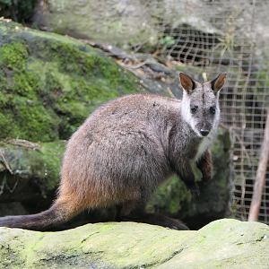 Brush-tailed Rock-Wallaby