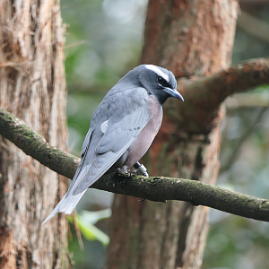 White-browed Woodswallow