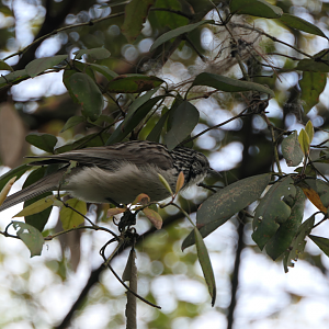 Striped Honeyeater