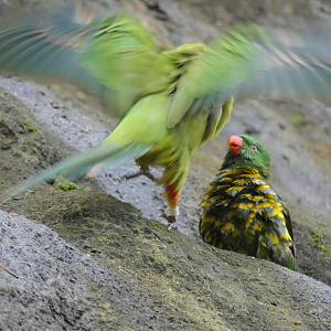 Scaly-breasted Lorikeet and Superb Parrot