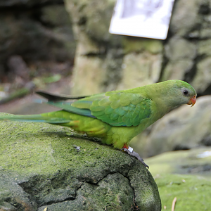 Superb Parrot