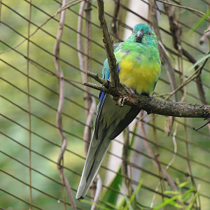 Red-rumped Parrot