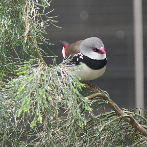 Diamond Firetail