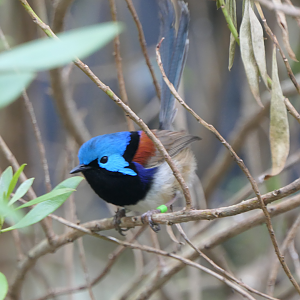 Purple-backed Fairywren