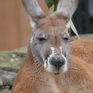 Red Kangaroo