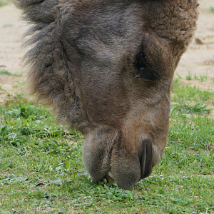 Dromedary Camel