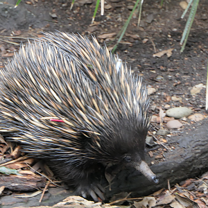 Short-beaked Echidna