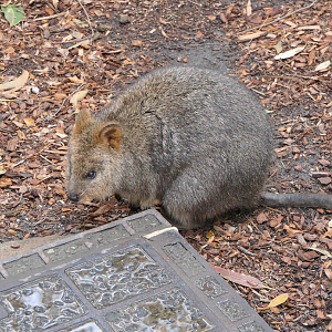 Quokka