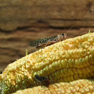Australian Plague-Locust